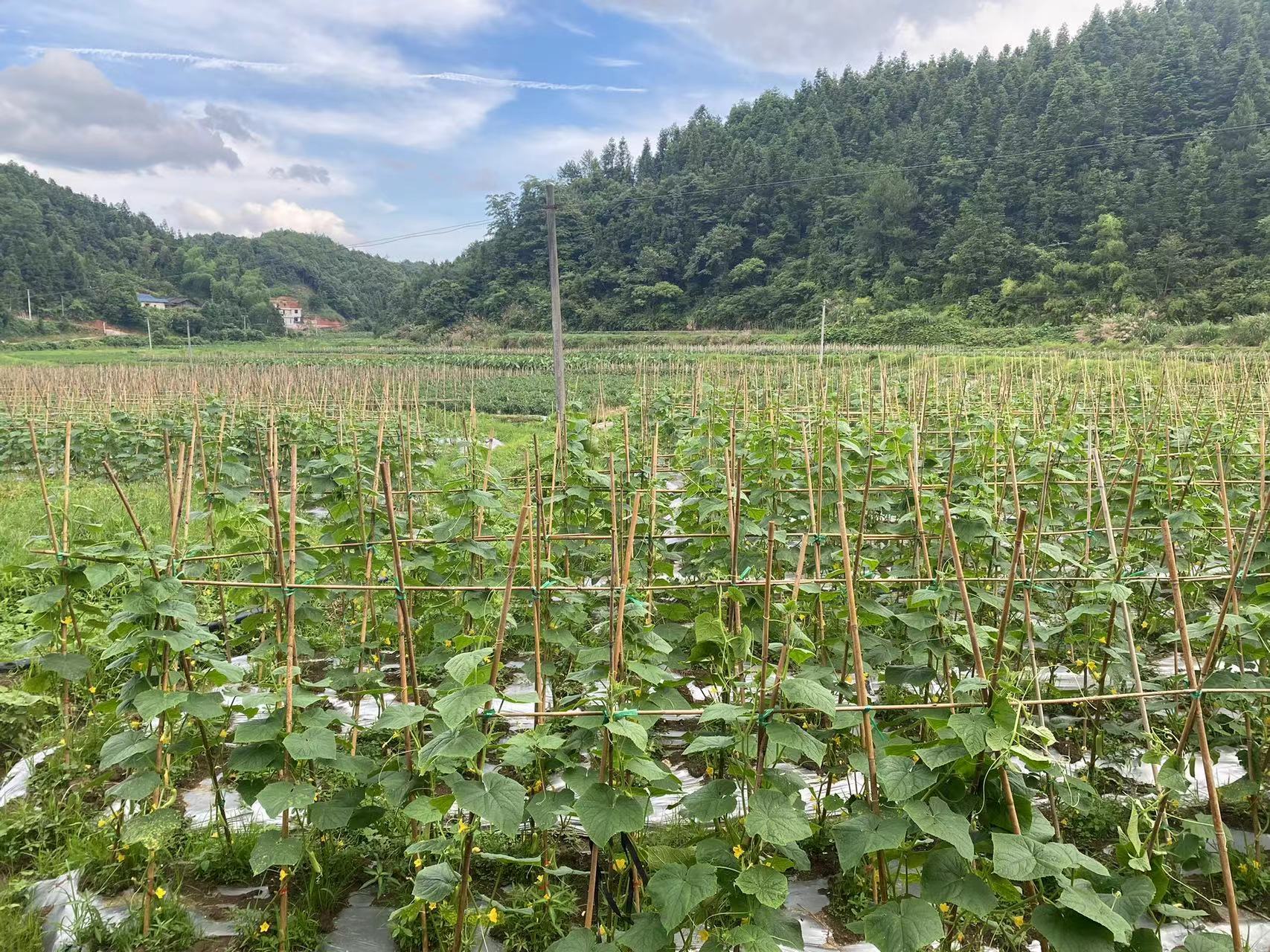 琉璃村種植的黃瓜   琉璃村村委會(huì)供圖.jpg