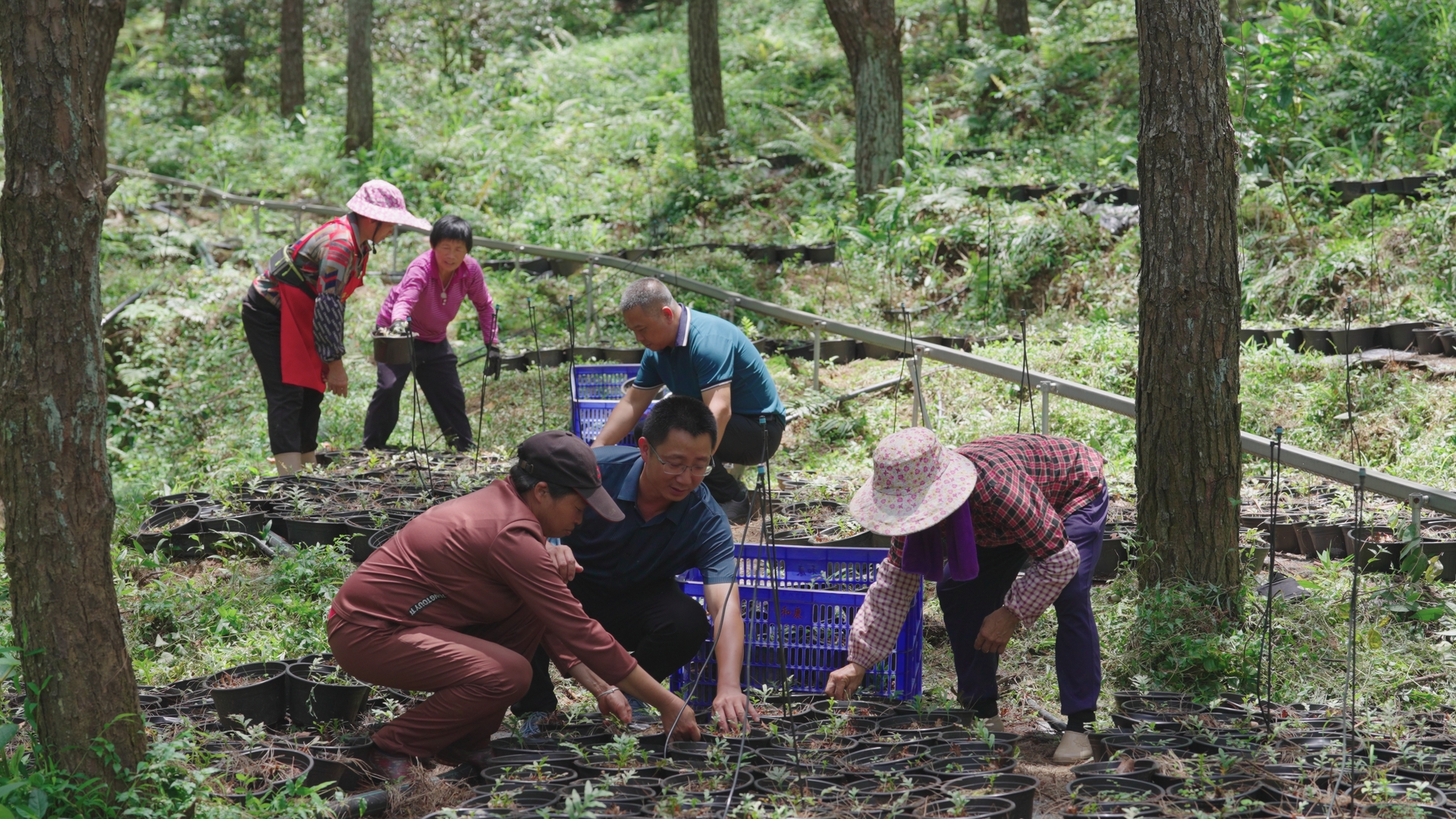 村民在種植骨碎補(bǔ) （白砂鎮(zhèn)黨委供圖.jpg